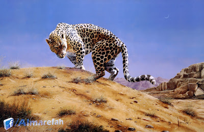 Arabian Leopard ||   The Arabian Leopard-
